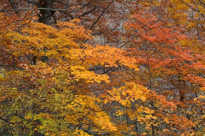 落葉の目立つブナの原生林の中で、輝きを放つモミジの紅葉を見つめて（１１月３日・１１時４２分）。