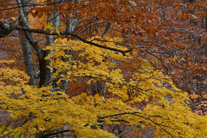 ブナの原生林の落葉の光景の中に、モミジの紅葉の姿が本当に鮮やかな１日でした（１１月３日・１１時５４分）。