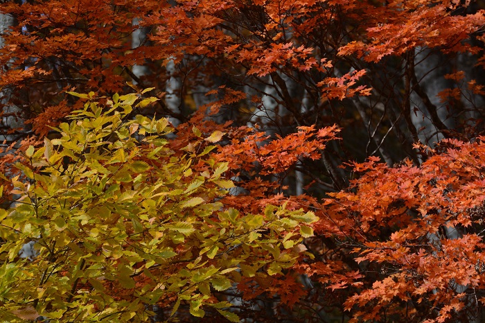 多くの原生林が落葉する中、紅葉の姿残ったモミジとナラの木の紅葉を見つめて（２０２１年１１月４日・小沢平ブナ樹海ラインにて）。