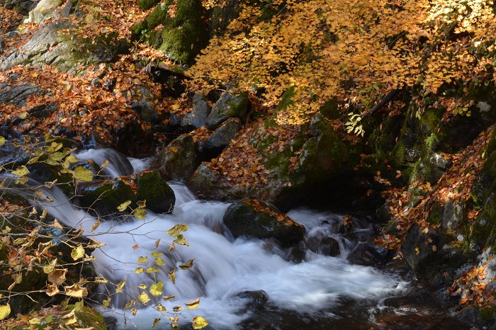 紅葉と落葉進む会津駒ケ岳・滝沢登山口の清流を見つめて（２０２１年１１月６日）。