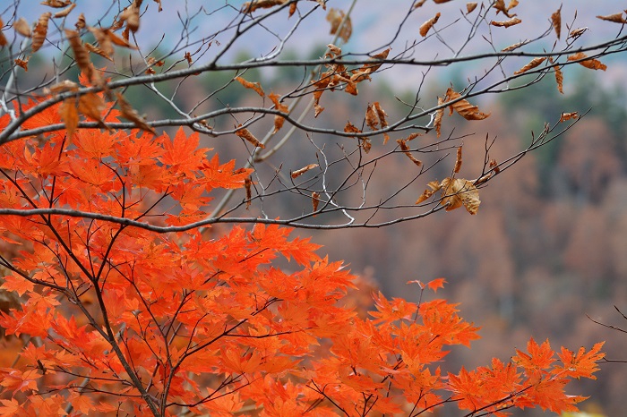 ブナの木の落葉の葉と残ったモミジの紅葉の光景。１１月ならではの景観ですね（２０２１年１１月８日・小沢平ブナ樹海ラインにて）。