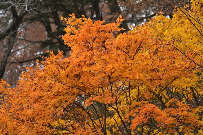 ほぼ全てのブナの原生林が落葉する中、残ったモミジの鮮やかな姿は、また格別な美しさです（２０２１年１１月８日・小沢平ブナ樹海ラインにて）。