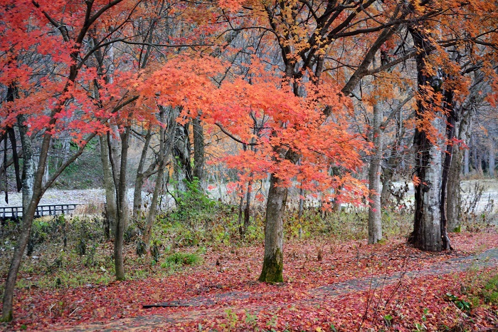 遅くまで残っていたモミジと落葉の落ち葉の光景が綺麗でした（２０２１年１１月１７日・ミニ尾瀬公園にて）。