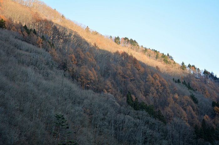 傾斜の急な桧枝岐村の険しい山々もほぼ落葉し、残ったカラマツの紅葉を望んで（２０２１年１１月１７日・ミニ尾瀬公園にて）。
