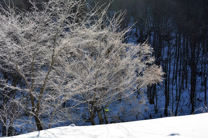 樹木の自然な枝ぶりの美しさが際立つ、冬の霧氷の光景ですね（２０２１年１２月３日）。