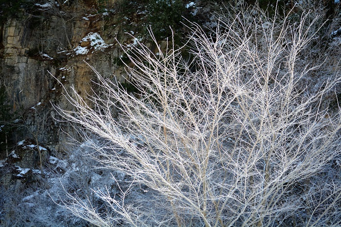垂直に切り立った屏風岩と雪と霧氷により美しく染め上げられて雪化粧した樹木の枝ぶりが、限りない美しさを魅せておりました（２０２１年１２月３日）。