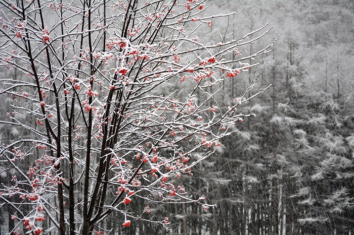 ミニ尾瀬公園のナナカマドの雪景色が、冬の始まりを告げているようでした（２０２１年１２月８日）。