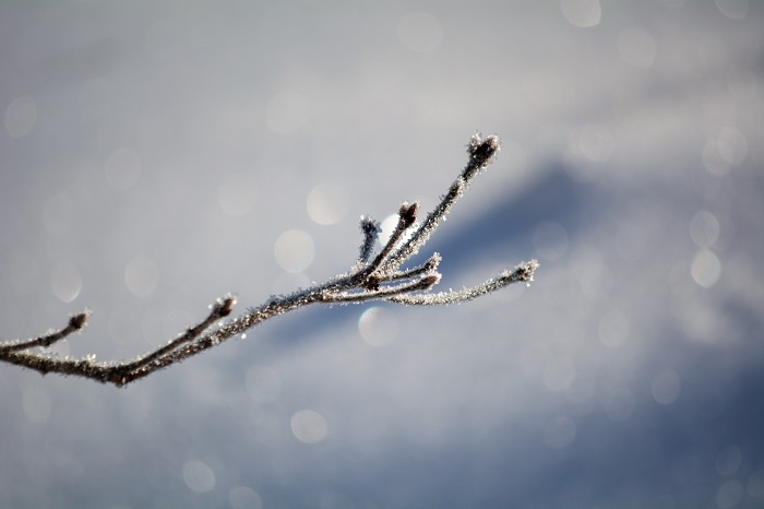 太陽の光に光り輝く雪と霧氷に染まる枝の輝き。冬ならではの光景です（２０２１年１２月３日）。