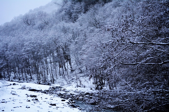 桧枝岐村・キリンテ橋より望む、初冬の雪景色に染まる光景です（２０２１年１２月８日）。