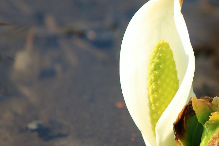 雪国の春の妖精・可憐な水芭蕉も咲き始めました。この日、今年初の水芭蕉の美しい光景に出会いました（２０２２年４月１２日）。