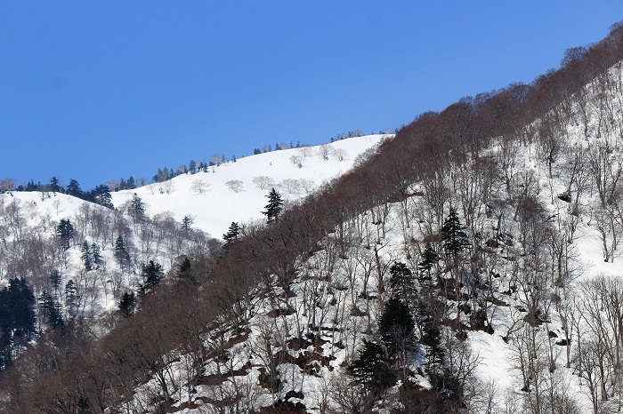 会津駒ケ岳方面を望むと、多くの残雪の姿が見えますが、春山には最高の雪の状態かもしれません。くれぐれも事故やケガ等ないように春山登山をお楽しみください（２０２２年４月１０日）。
