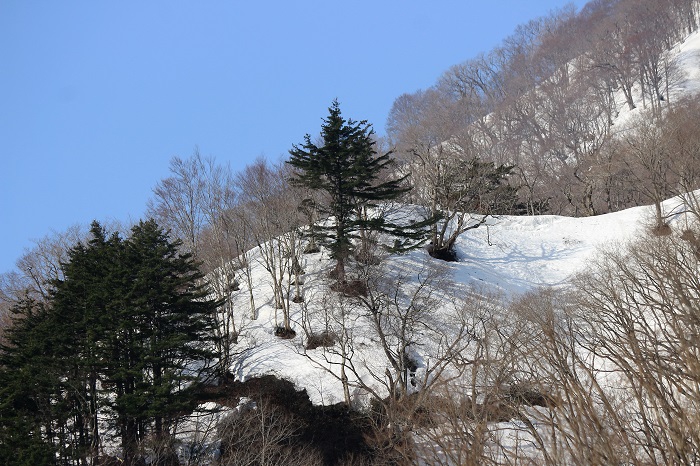 フキノトウの姿を見ながらふと山々を見上げると、多くの残雪を残す深山の山々の光景が広がっている４月の檜枝岐村の自然景観。山々の傾斜が急であることが深山霊峰の証でもありますね（２０２２年４月１０日）。