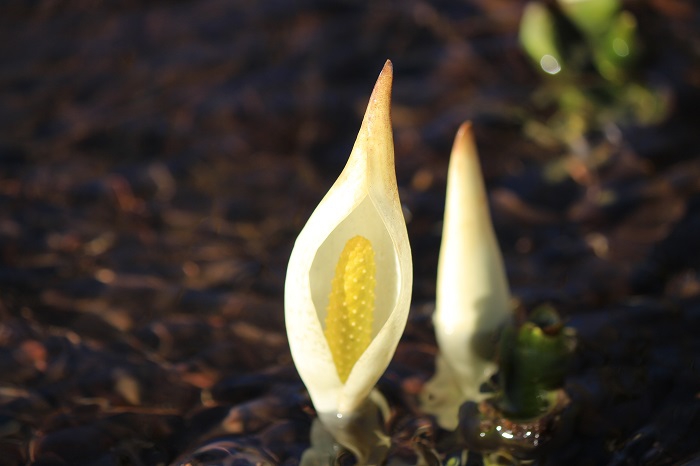 かわいく、小さい水芭蕉の群生が広がりを魅せていた姿からは、まさに、かけがえのない春の訪れの光景が見られました（２０２２年４月１７日）。