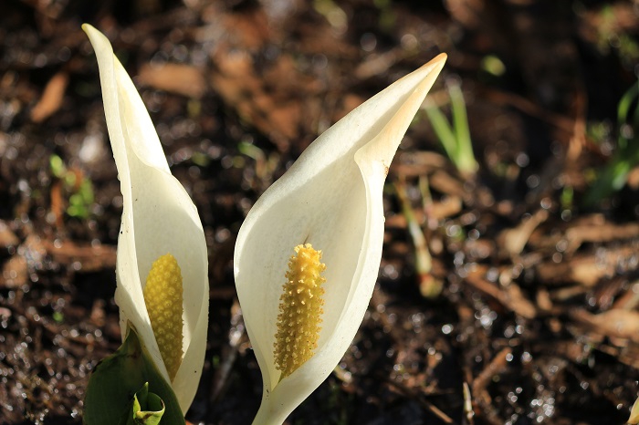 多くの人々に愛され続ける水芭蕉の美しく可憐な姿。かけがえのない雪国の春の光景です（２０２２年４月１７日）。