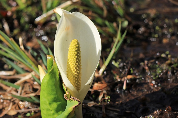 様々な純白の光景に黄色い花の姿。本当に水芭蕉の姿は可憐です（２０２２年４月１７日）。