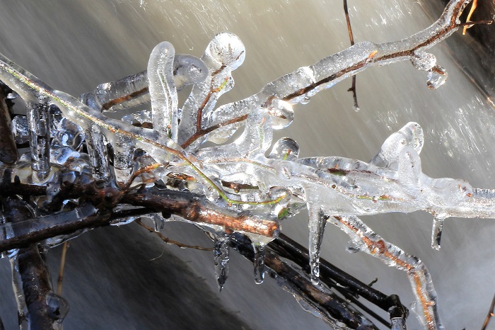 この日の朝の気温は氷点下２度でした。多くの清らかな雪解け水流れる清流の木々の枝は氷の芸術でした（２０２２年４月１７日）。