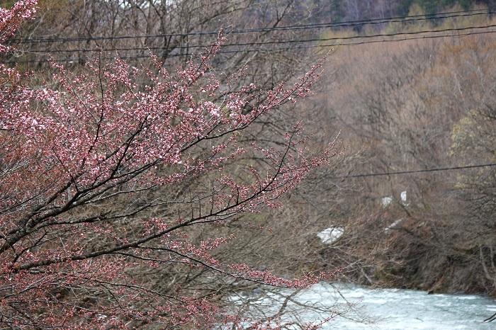 フキノトウの始まりから約３週間、水芭蕉の芽吹きから約１６日後のこの日、最奥の深山・檜枝岐村でも桜の開花が見られました。大雪後の桜の開花予想よりも相当早い開花でしたが、気付いてみればほぼ平年並み(４日～５日遅め）の開花日でした（桧枝岐村下畑地区にて・２０２２年４月２６日）。