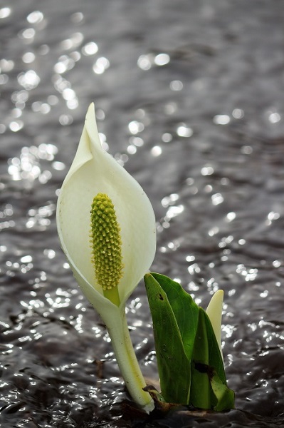 冷たく清らかな雪解け水の中で、まるで光り輝く宝石のような美しさを魅せる水芭蕉です（２０２２年４月２６日）。