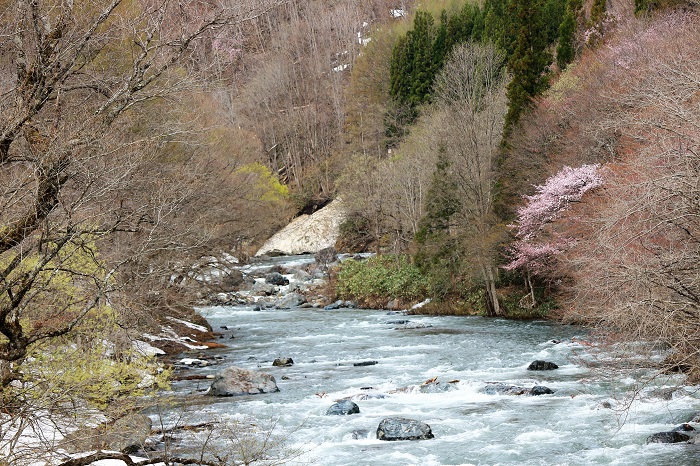 山々ではまだまだ本当に多くの残雪が残る中、山桜の開花が見られ始めたのがこの頃でした（２０２２年４月２６日）。