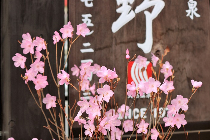 尾瀬野の看板前の小さいヤシオツツジの花々が満開になったのもこの頃でした（２０２２年４月２６日）。