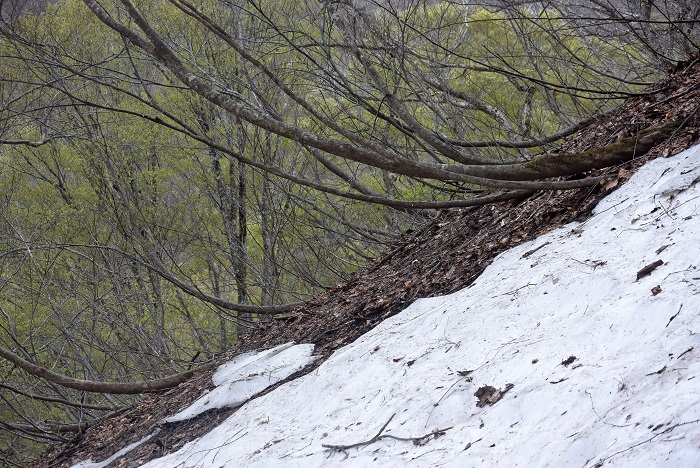 山菜採りの途中の急斜面にて。鮮やかに始まりを迎えた新緑と、まだまだ残る残雪を見つめて（２０２２年４月２９日）。