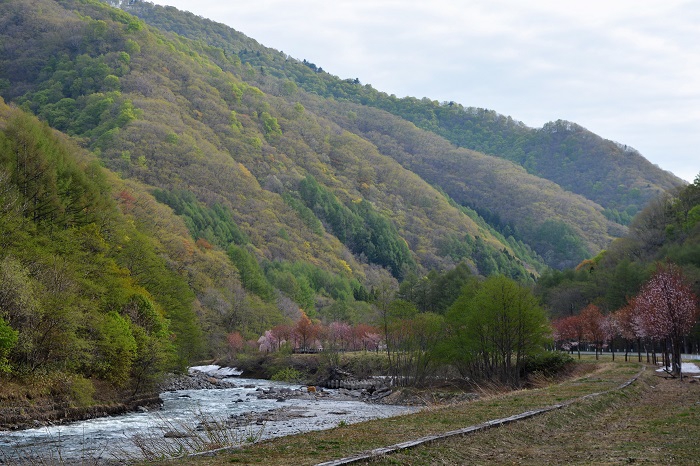 鮮やかな新緑に染まり始めた、春の祭礼の日の檜枝岐村の山々と川の流れの様子です（２０２２年５月１２日午前６時５６分）。