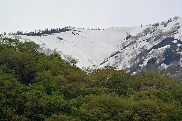 鮮やかな新緑の奥に、花の名山・会津駒ケ岳(標高２１３２.４ｍ）の残雪の姿を望んで（２０２２年５月１７日）。