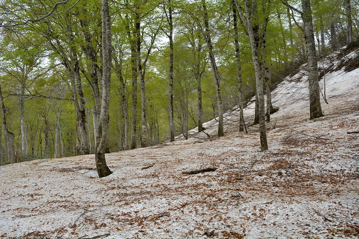 尾瀬ブナ平上部(標高約１４００ｍ付近）では予想より少なめの残雪の中、ブナの原生林の新緑が鮮やかでした。雪解けが予想以上に早いのかもしれません（２０２２年５月１７日）。

