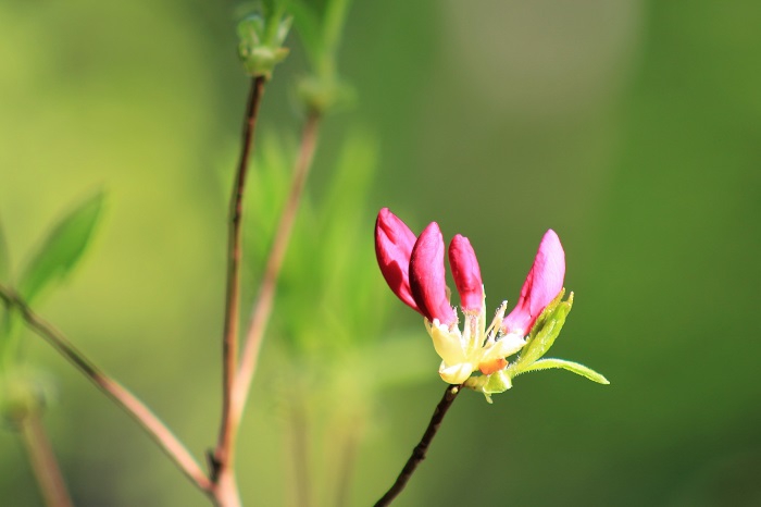 鮮やかな新緑の中で見るムラサキヤシオツツジは、その輝きが一味も二味も違うように思います。水芭蕉やリュウキンカなどの湿原や水辺の花々とともに、尾瀬の春の美しい花々の主役であると思います（２０２２年５月２５日）。