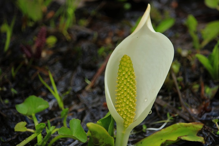 高さ５ｃｍほどの水芭蕉は無数に咲き始めており、どの水芭蕉も本当にかわいく可憐な姿でした（２０２２年５月２５日）。