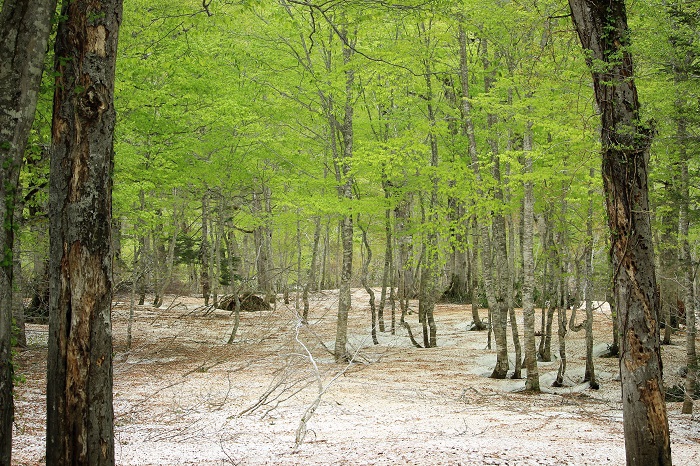 この日、尾瀬ブナ平のまだ残った残雪の中で見る新緑の景観が神秘的でした（２０２２年５月２５日）。