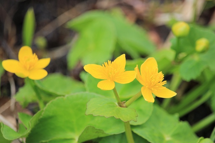 黄色のリュウキンカが水芭蕉や、コバイケイソウの脇でさりげない姿を魅せる景観は、本当に心洗われる尾瀬国立公園の春の景観です（２０２２年５月２５日）。