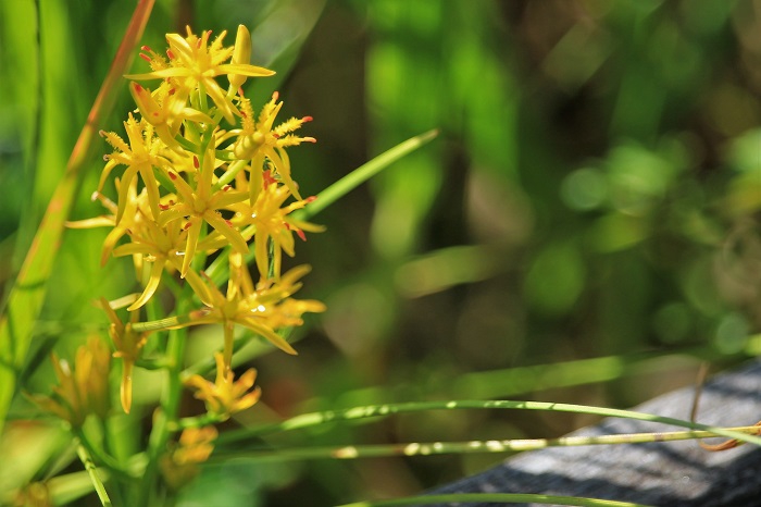 木道脇に光り輝く姿を魅せる尾瀬の夏の名花・キンコウカの姿です（２０２２年８月５日）。