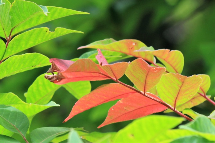 同じ日、尾瀬ブナ平上部では、漆の葉が、早々と秋色に色づき始めているところでした（２０２２年８月２１日）。