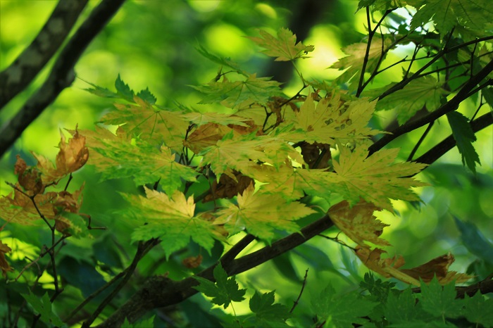 秋にはまだまだ早い８月の後半でも、美しいモミジの季節の流れに出会うことがあります（２０２２年８月２２日）。 