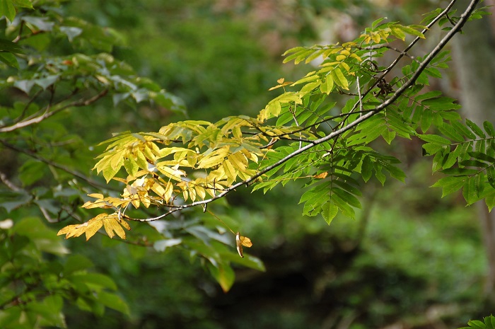 サワグルミの秋色への季節の流れは原生林の中でも最も早く、また、その秋色は日の光を浴びながら、日ごとに秋色への流れを告げてゆくものです（２０２２年８月２５日）。