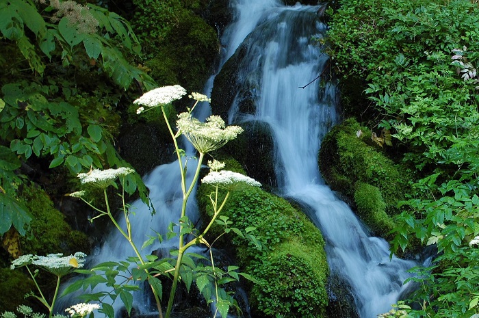 ブナ坂の清流で見たオオバセンキュウの姿は、より一層、清流の姿を美しいものに変えるほどの光輝く美しい花の姿でした（２０２２年８月２９日）。