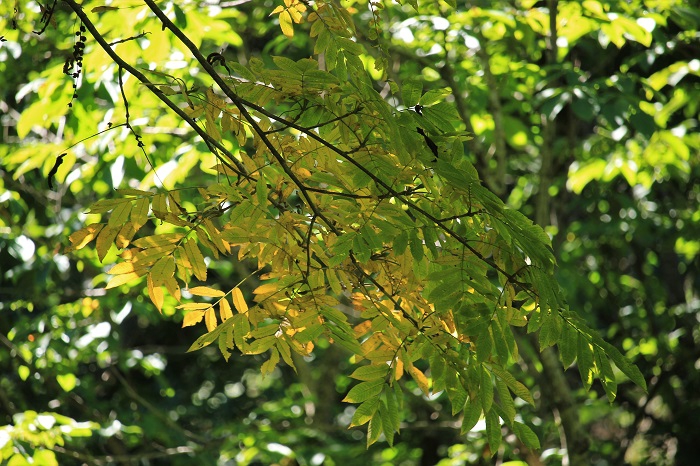 この頃から、原生林内のサワグルミなどの葉が秋色へと、より一層変わり始めてきたことが、はっきりとわかる初秋の日々でした（尾瀬ブナ坂にて・２０２２年９月６日）。
