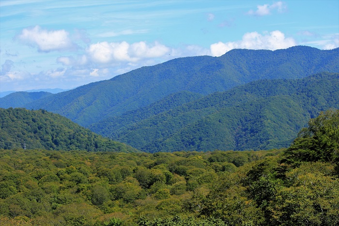 森林山岳面積約９８％の檜枝岐村と、尾瀬ブナ平を望んで。燧ケ岳の最古の噴火堆積物が、「モーカケ火砕流堆積物」として溶結凝灰岩からなる広い台地を標高１４００ｍ付近に形成し、その一部がブナ平として残っているといわれております（２０２２年９月２６日）。
