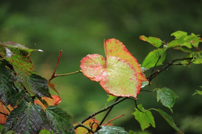 山ブドウの葉も早くから秋色へと変わる葉ですが、秋色への移り変わりの姿が見られ始めたのが、９月のこの頃でしたでした（２０２２年９月２１日）。