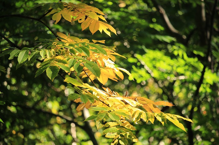 サワグルミの葉が日ごとに色鮮やかに染まり始めたのがこの頃でした（２０２２年９月１６日）。