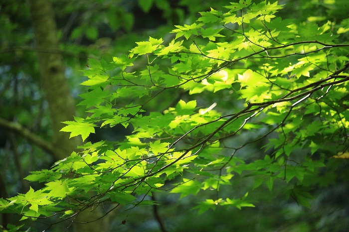 紅葉に移り変わる前の緑のモミジの光景も、美しいものです（２０２２年９月２６日）。