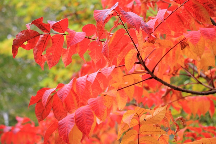 １０月に入り、漆の赤色の光景が一段と鮮やかさを増しているのが見られた、この日でした（尾瀬ブナ平にて・２０２２年１０月３日）。