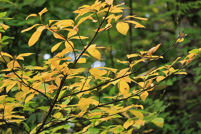 その昔、爪楊枝の材料として重宝されてきたクロモジも好きな樹木の一つです。春の新緑も、秋の黄色い紅葉も本当に美しいものです（小沢平ブナ樹海ラインにて・２０２２年１０月３日）。
