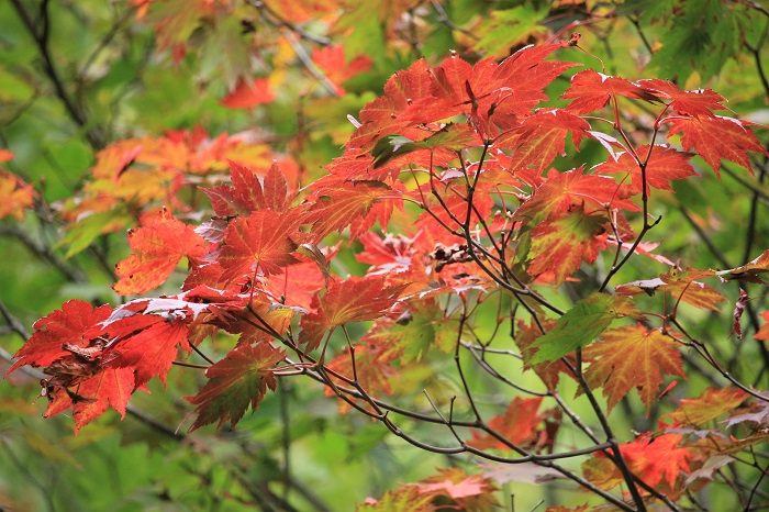 今年も、紅葉の季節到来というモミジの秋色の光景が見られ始めた頃でした（小沢平ブナ樹海ラインにて・２０２２年１０月３日）。