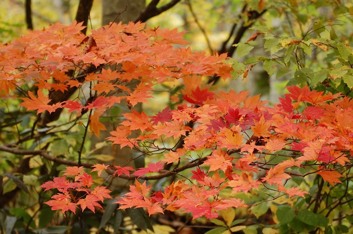 １０月１８日(火）頃の尾瀬ブナ坂では、モミジの紅葉が最盛期を迎え始め、色鮮やかな原生林が、紅葉の素晴らしさを物語っているようでした（尾瀬国立公園ブナ坂にて・２０２２年１０月１８日）。