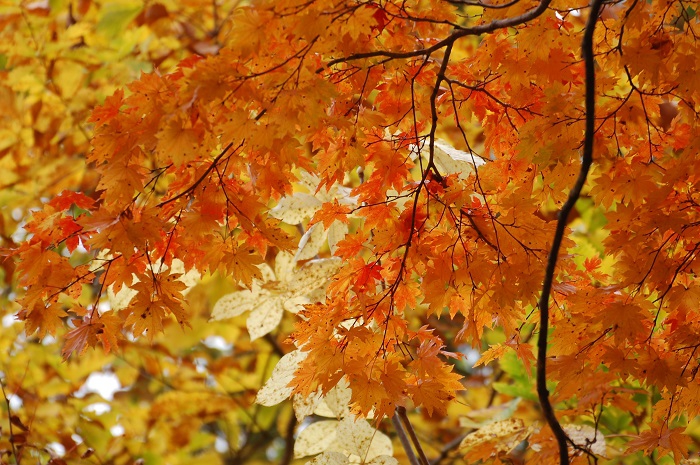 光り輝くようなモミジの紅葉は、春から秋の季節の締めくくりにふさわしい本当に素晴らしい秋の景観です（尾瀬国立公園ブナ坂にて・２０２２年１０月１８日）。