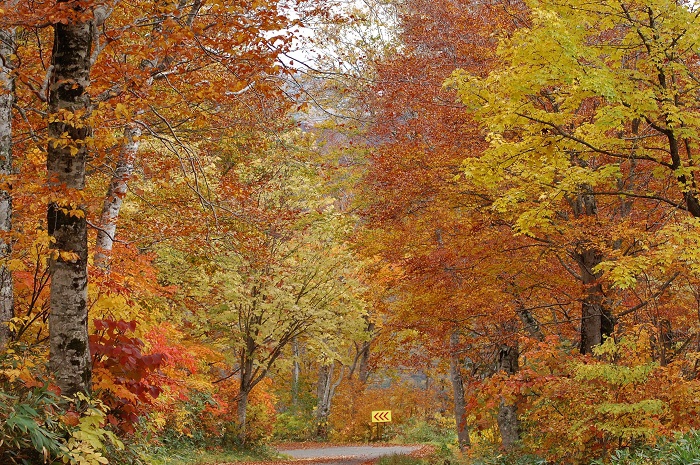 尾瀬ブナ平の標高の低い場所では紅葉が最盛期を迎えていたこの日、本当に鮮やかな紅葉の姿が見られました（尾瀬国立公園ブナ平にて・２０２２年１０月１８日）。