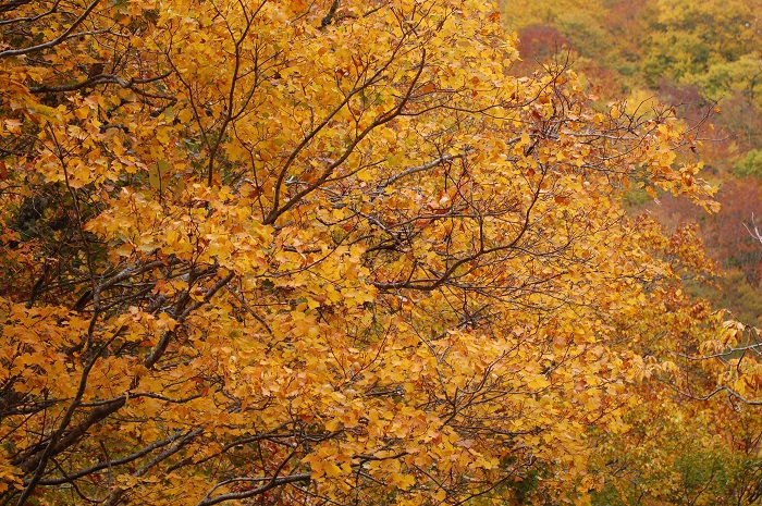 尾瀬ブナ坂の、ブナの木の紅葉です。多くの清らかな水分を大量に含むブナの木は、原生林の森の母とも呼ばれてますね（尾瀬国立公園ブナ坂にて・２０２２年１０月１８日）。