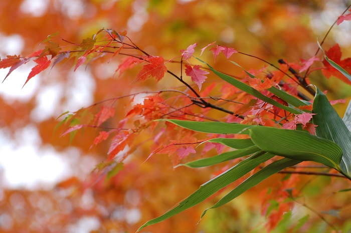 まだ霜の落ちていない青々とした笹の葉と、美しいモミジの光景です（尾瀬国立公園ブナ坂にて・２０２２年１０月１８日）。